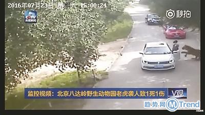 北京野生动物园游客被老虎叼走 网友气愤称错在此女