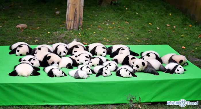 熊猫宝宝集体亮相 萌翻网友