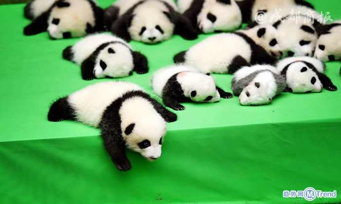 熊猫宝宝集体亮相 萌翻网友