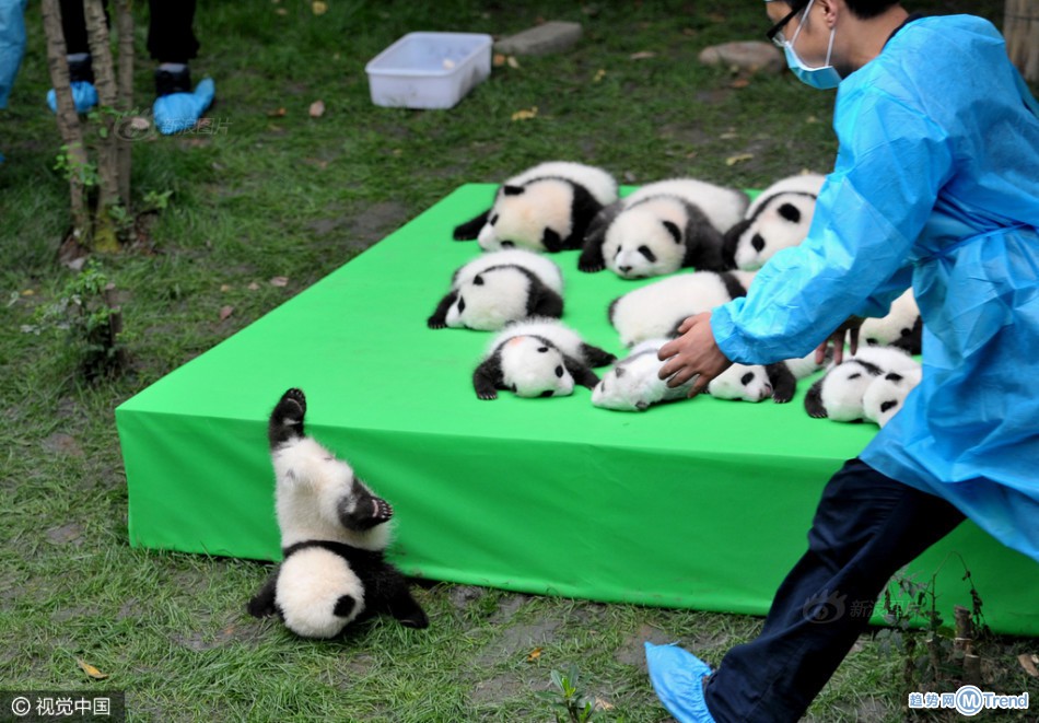 熊猫宝宝集体亮相 萌翻网友