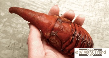 独角仙吓人外形如同外星生物：成虫只能活三到六个月