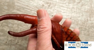 独角仙吓人外形如同外星生物：成虫只能活三到六个月