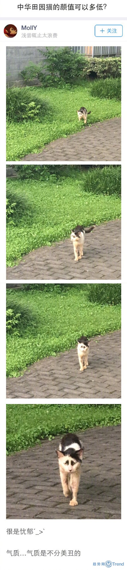 中华田园猫究竟可以有多丑