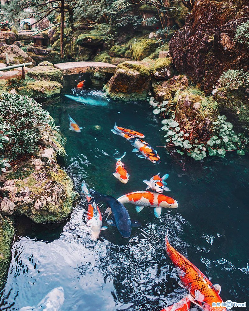 俄罗斯摄影师镜头下的日本樱花古都风光