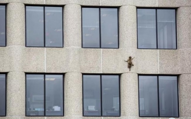 热点：成都火锅店被吃垮 小浣熊爬摩天大楼