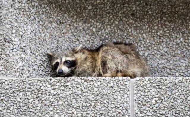 热点：成都火锅店被吃垮 小浣熊爬摩天大楼